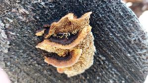 Zaun---Blaettling_Gloeophyllum-sepiarium_20250906_144033.jpg