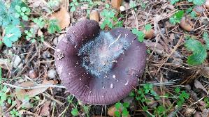 Zedernholz---Taeubling_Russula-badia_20251013_125911.jpg