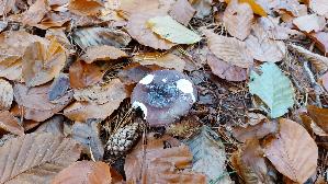 Zedernholz---Taeubling_Russula-badia_20251030_124443.jpg