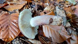 Zedernholz---Taeubling_Russula-badia_20251030_124531.jpg