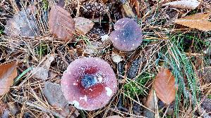 Zedernholz---Taeubling_Russula-badia_20251030_125329.jpg