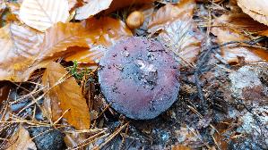 Zedernholz---Taeubling_Russula-badia_20251110_114301.jpg