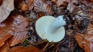 Zedernholz---Taeubling_Russula-badia_20251110_114326.jpg