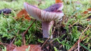 Zedernholz---Taeubling_Russula-badia_20251116_132132.jpg