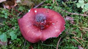 Zedernholz---Taeubling_Russula-badia_20260915_082534.jpg