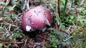Zedernholz---Taeubling_Russula-badia_20260915_082751.jpg