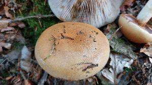 Ziegelgelber-Schleimkopf_Cortinarius-varius_20261019_122925.jpg
