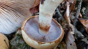 Ziegelgelber-Schleimkopf_Cortinarius-varius_20261019_122934.jpg