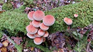 Ziegelroter-Schwefelkopf_Hypholoma-lateritium_20250930_141614.jpg