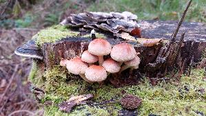 Ziegelroter-Schwefelkopf_Hypholoma-lateritium_20251003_105513.jpg