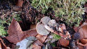 Ziegelroter-Schwefelkopf_Hypholoma-lateritium_20251121_140754.jpg