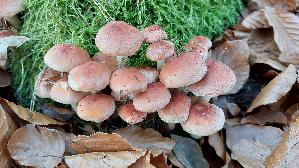 Ziegelroter-Schwefelkopf_Hypholoma-lateritium_20251226_135526.jpg