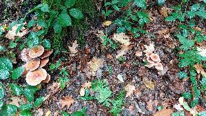 Ziegelroter-Schwefelkopf_Hypholoma-lateritium_20261013_151123.jpg
