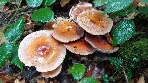 Ziegelroter-Schwefelkopf_Hypholoma-lateritium_20261013_151130.jpg