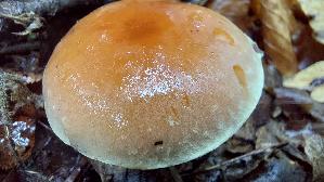 Ziegelroter-Schwefelkopf_Hypholoma-lateritium_20261013_151207.jpg