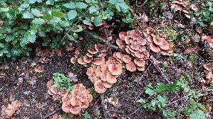 Ziegelroter-Schwefelkopf_Hypholoma-lateritium_20261018_141118.jpg