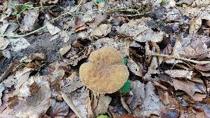Ziegenlippe_Xerocomus-subtomentosus_20260901_134015.jpg