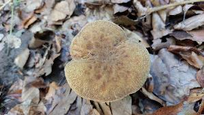 Ziegenlippe_Xerocomus-subtomentosus_20260901_134022.jpg