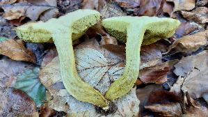 Ziegenlippe_Xerocomus-subtomentosus_20260901_134319.jpg
