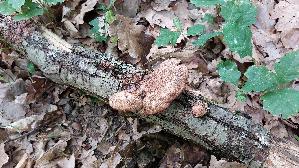 Zimtfarbener-Weichporling_Hapalopilus-rutilans_20250526_140414.jpg