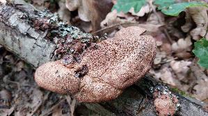 Zimtfarbener-Weichporling_Hapalopilus-rutilans_20250526_140419.jpg