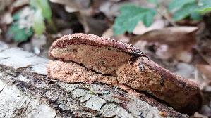 Zimtfarbener-Weichporling_Hapalopilus-rutilans_20250526_140443.jpg