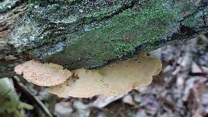 Zimtfarbener-Weichporling_Hapalopilus-rutilans_20250810_105129.jpg