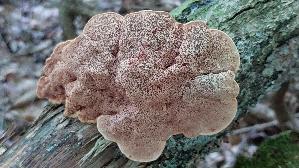 Zimtfarbener-Weichporling_Hapalopilus-rutilans_20250810_105207.jpg
