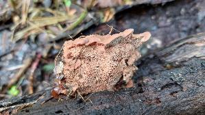 Zimtfarbener-Weichporling_Hapalopilus-rutilans_20250914_110358.jpg