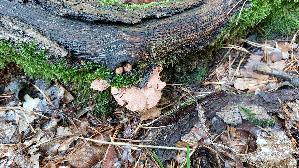 Zimtfarbener-Weichporling_Hapalopilus-rutilans_20250914_123108.jpg