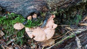 Zimtfarbener-Weichporling_Hapalopilus-rutilans_20250914_123112.jpg