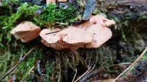Zimtfarbener-Weichporling_Hapalopilus-rutilans_20250914_123126.jpg