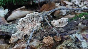 Zimtfarbener-Weichporling_Hapalopilus-rutilans_20260630_064757.jpg