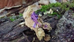 Zimtfarbener-Weichporling_Hapalopilus-rutilans_20260630_065119.jpg