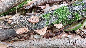 Zimtfarbener-Weichporling_Hapalopilus-rutilans_20260822_132632.jpg