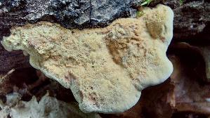 Zimtfarbener-Weichporling_Hapalopilus-rutilans_20260822_132644.jpg