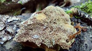Zimtfarbener-Weichporling_Hapalopilus-rutilans_20260822_132652.jpg