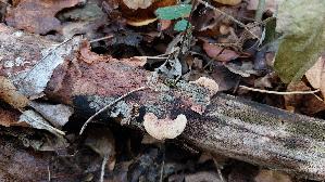 Zimtfarbener-Weichporling_Hapalopilus-rutilans_20260822_133859.jpg