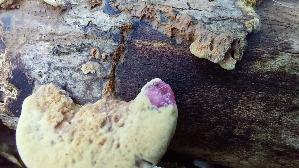 Zimtfarbener-Weichporling_Hapalopilus-rutilans_20260822_133955.jpg