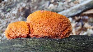 Zinnoberrote-Tramete_Pycnoporus-cinnabarinus_20250728_125459.jpg