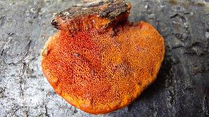 Zinnoberrote-Tramete_Pycnoporus-cinnabarinus_20260616_131511.jpg
