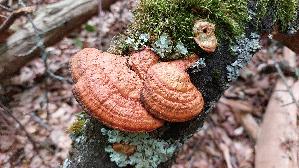 Zinnoberrote-Tramete_Pycnoporus-cinnabarinus_20260706_114847.jpg