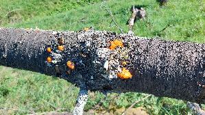 Zinnoberrote-Tramete_Pycnoporus-cinnabarinus_20260906_113038.jpg