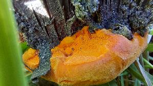 Zinnoberrote-Tramete_Pycnoporus-cinnabarinus_20260906_113248.jpg
