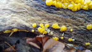 Zitronengelber-Reisigbecherling_Bisporella-citrina_20251202_133358.jpg