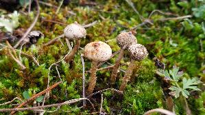 Zitzen---Stielbovist_Tulostoma-brumale_20251113_121015.jpg