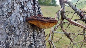 Zottiger-Schillerporling_Inonotus-hispidus_20260824_122434.jpg