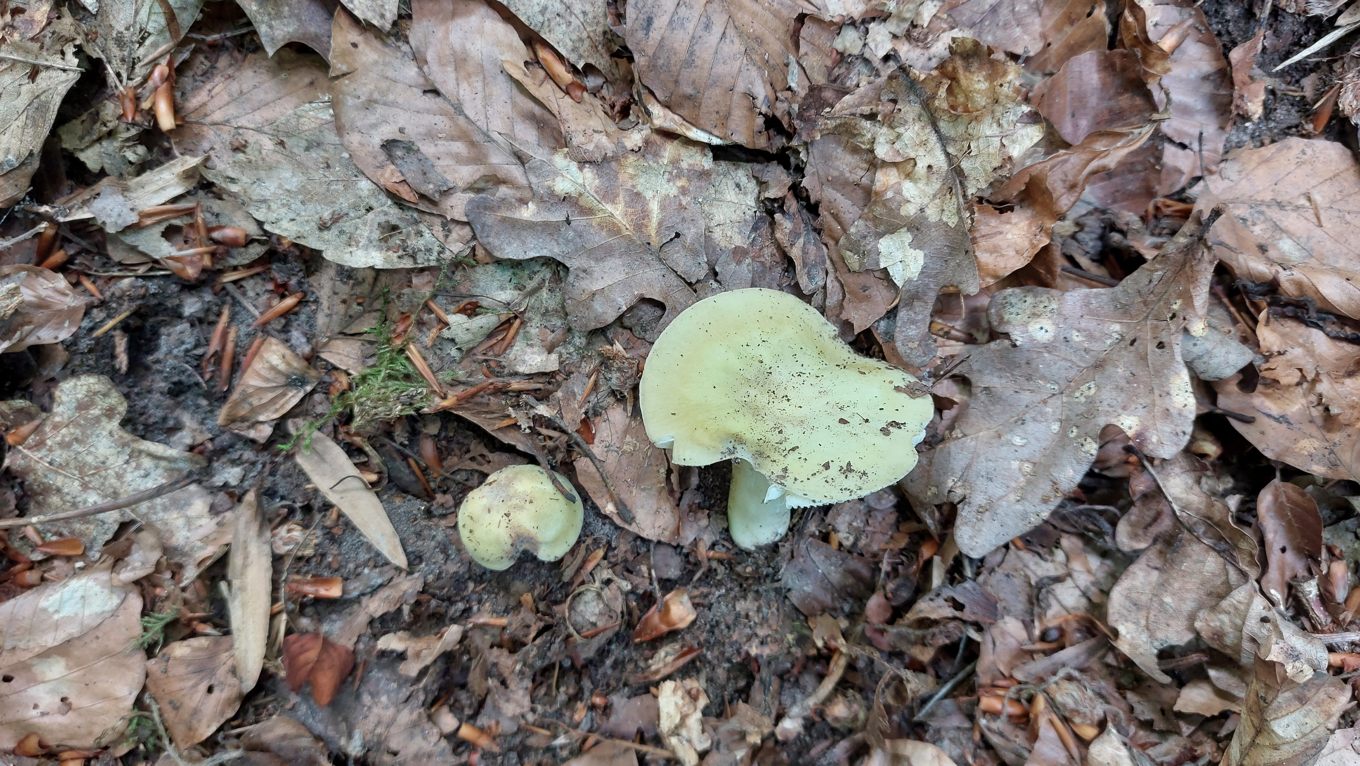 Weissstieliger-Pfirsich---Taeubling_Russula-violeipes-var.-citrina_20260706_134029.jpg