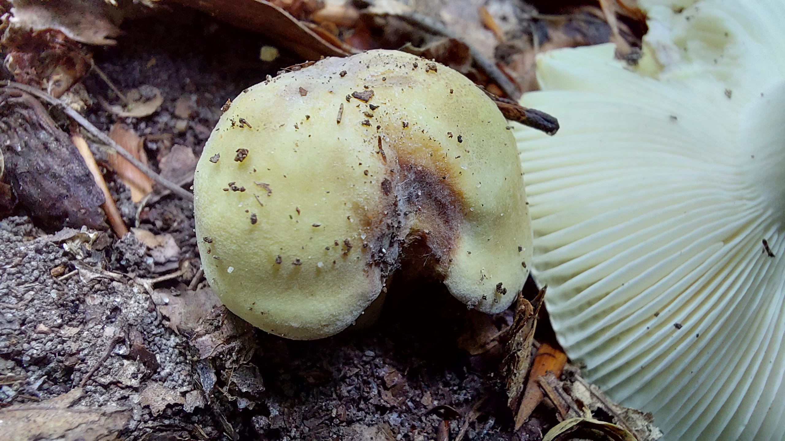 Weissstieliger-Pfirsich---Taeubling_Russula-violeipes-var.-citrina_20260706_134105.jpg