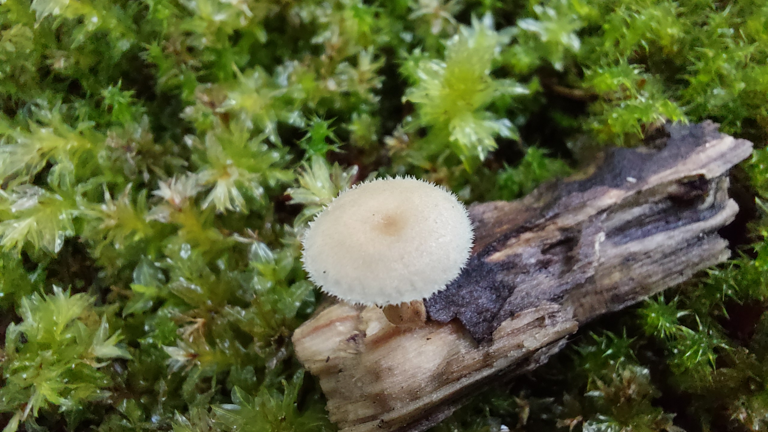 Weitloecheriger-Stielporling_Lentinus-arcularius_20260612_144251.jpg